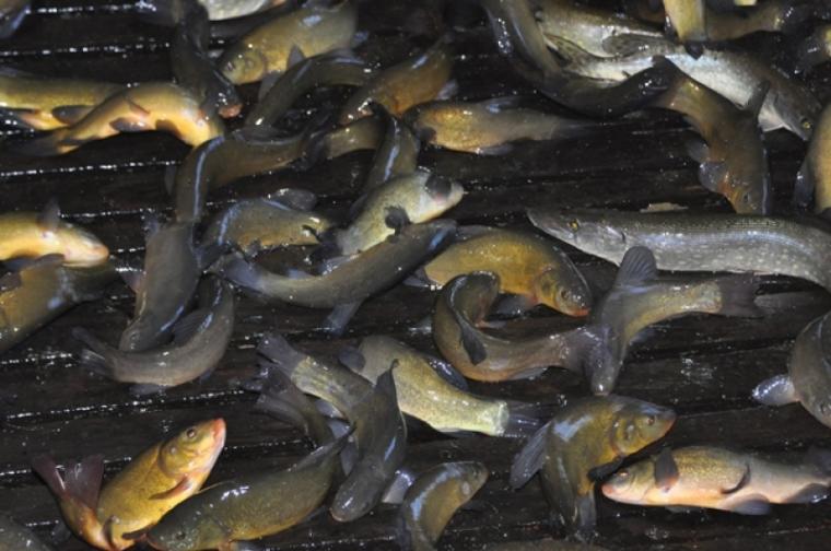 Świąteczny jarmark