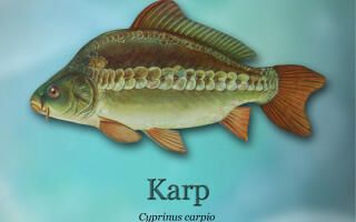 ryby-światowid_01- Karp