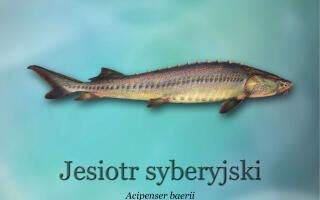 ryby-światowid_02 - jesiotr syberyjski