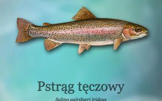 ryby-światowid_11- pstrąg