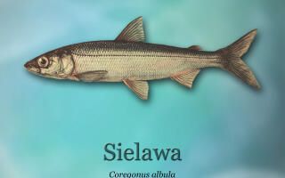 ryby-światowid_15 - sielawa