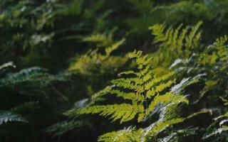 Zdjęcie/miniaturka 3061