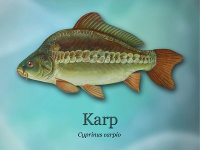 Sciezki-edukacyjne-o-rybactwie_ryby-swiatowid_01-Karpd4b0_3286-400x300.jpg