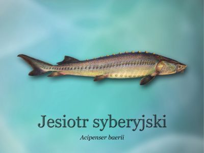 Sciezki-edukacyjne-o-rybactwie_ryby-swiatowid_02-jesiotr-syberyjskid4b0_3287-400x300.jpg