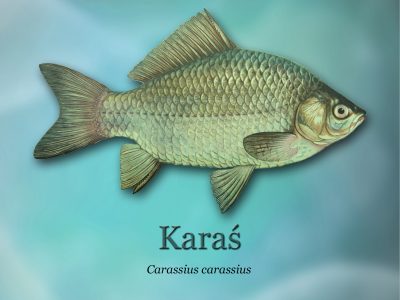 Sciezki-edukacyjne-o-rybactwie_ryby-swiatowid_05-Karasd4b0_3290-400x300.jpg