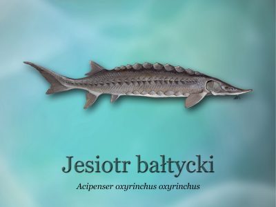 Sciezki-edukacyjne-o-rybactwie_ryby-swiatowid_06-jesiotr-baltyckid4b0_3291-400x300.jpg