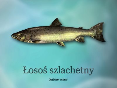 Sciezki-edukacyjne-o-rybactwie_ryby-swiatowid_07-losos-szlachetnyd4b0_3292-400x300.jpg