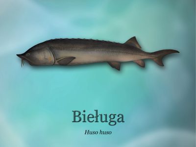 Sciezki-edukacyjne-o-rybactwie_ryby-swiatowid_14-bielugad4b0_3299-400x300.jpg