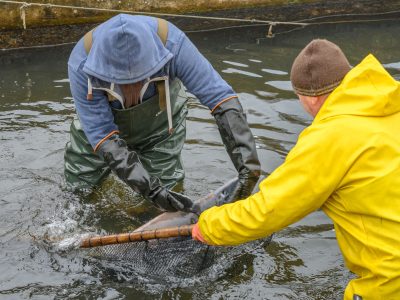 Zdjecia-Praca-rybaka-i-gospodarstwa-rybackie-w-obiektywie_3380_ZBF_5914f83c-400x300.jpg